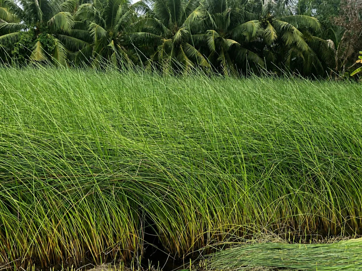 Natural seagrass field used by CHATA Vietnam straw hat 